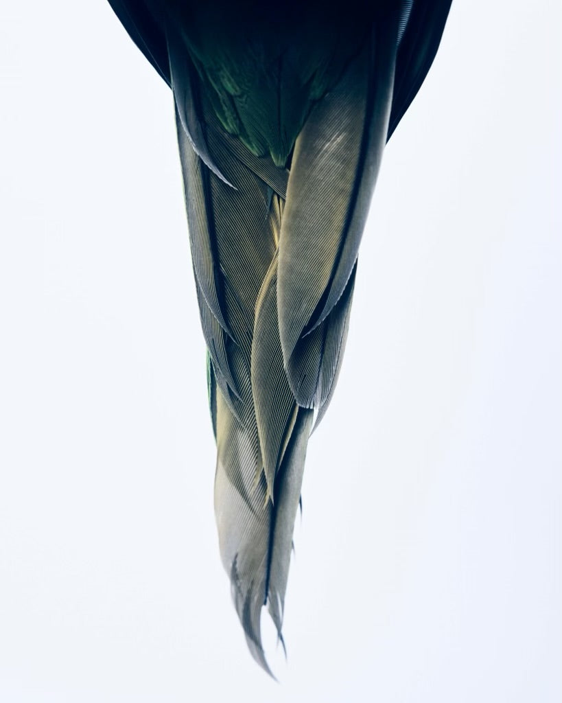 SHAYAN ASGHARNIA - Fariborz, Hahn's Macaw