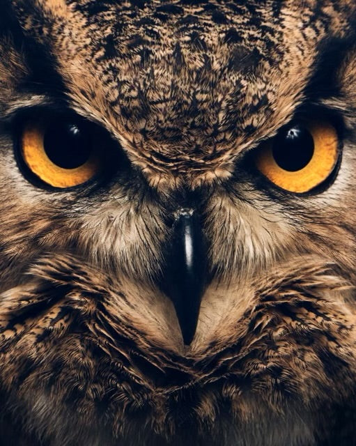 SHAYAN ASGHARNIA - Guinness, Eurasian Eagle-Owl