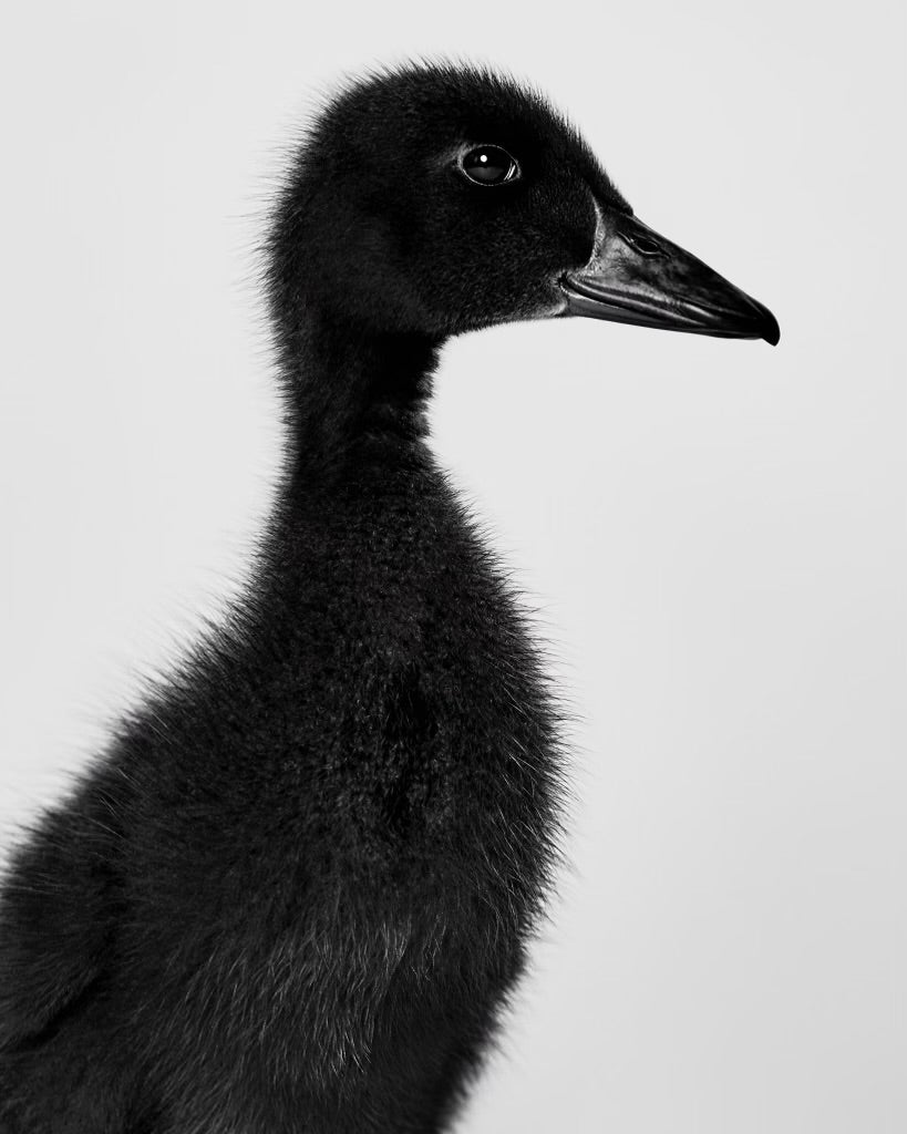 SHAYAN ASGHARNIA Sakana, Duckling