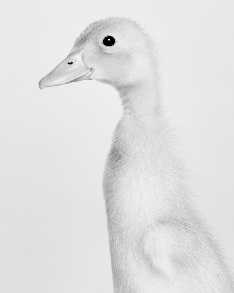 SHAYAN ASGHARNIA - Uku, duckling