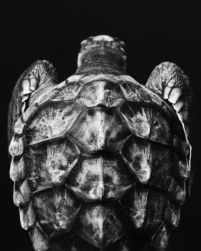 SHAYAN ASGNARIA - Biggie, Loggerhead Sea Turtle