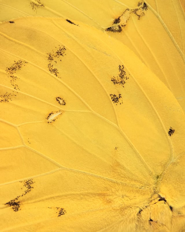 SHAYAN ASGHARNIA - Sulfur Butterfly Wing