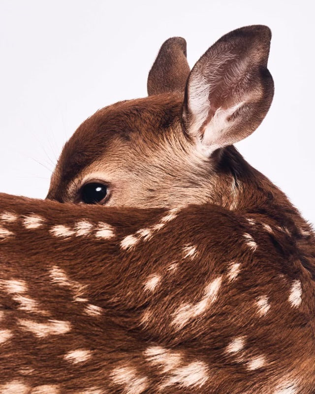 SHAYAN ASGHARNIA - Bambi, rescued fawn