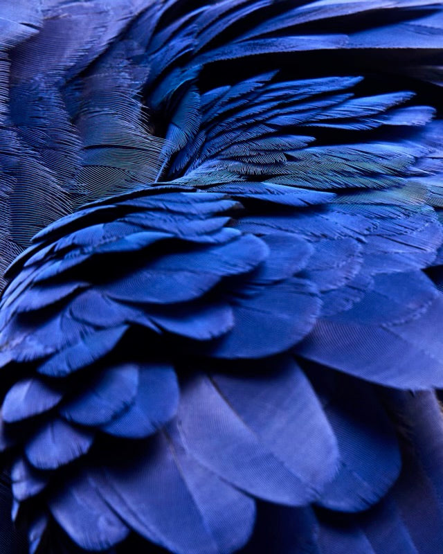 SHAYAN ASGHARNIA - Daisy Mae, Details; Hyacinth Macaw