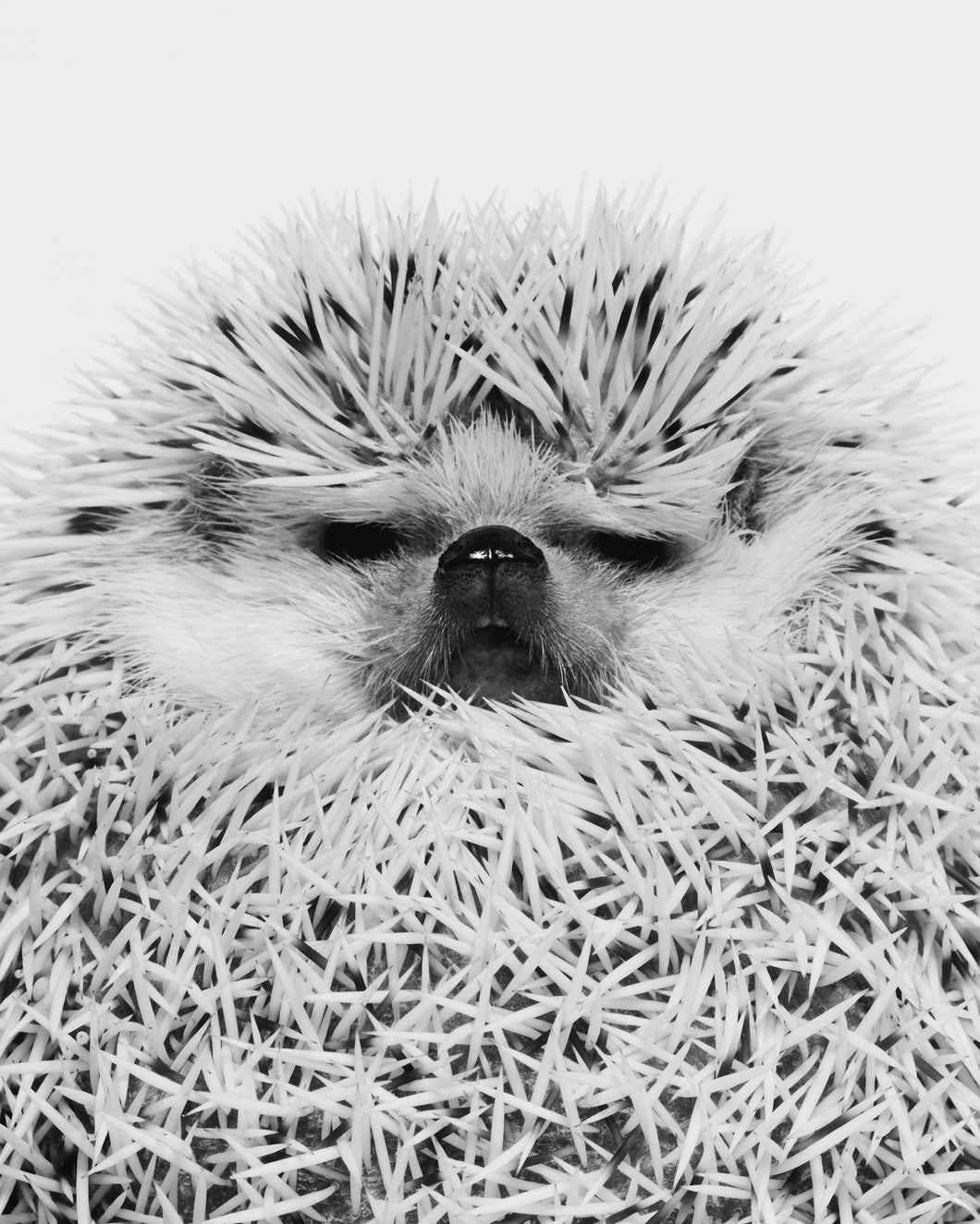 SHAYAN ASGHARNIA - Sam, Hedgehog