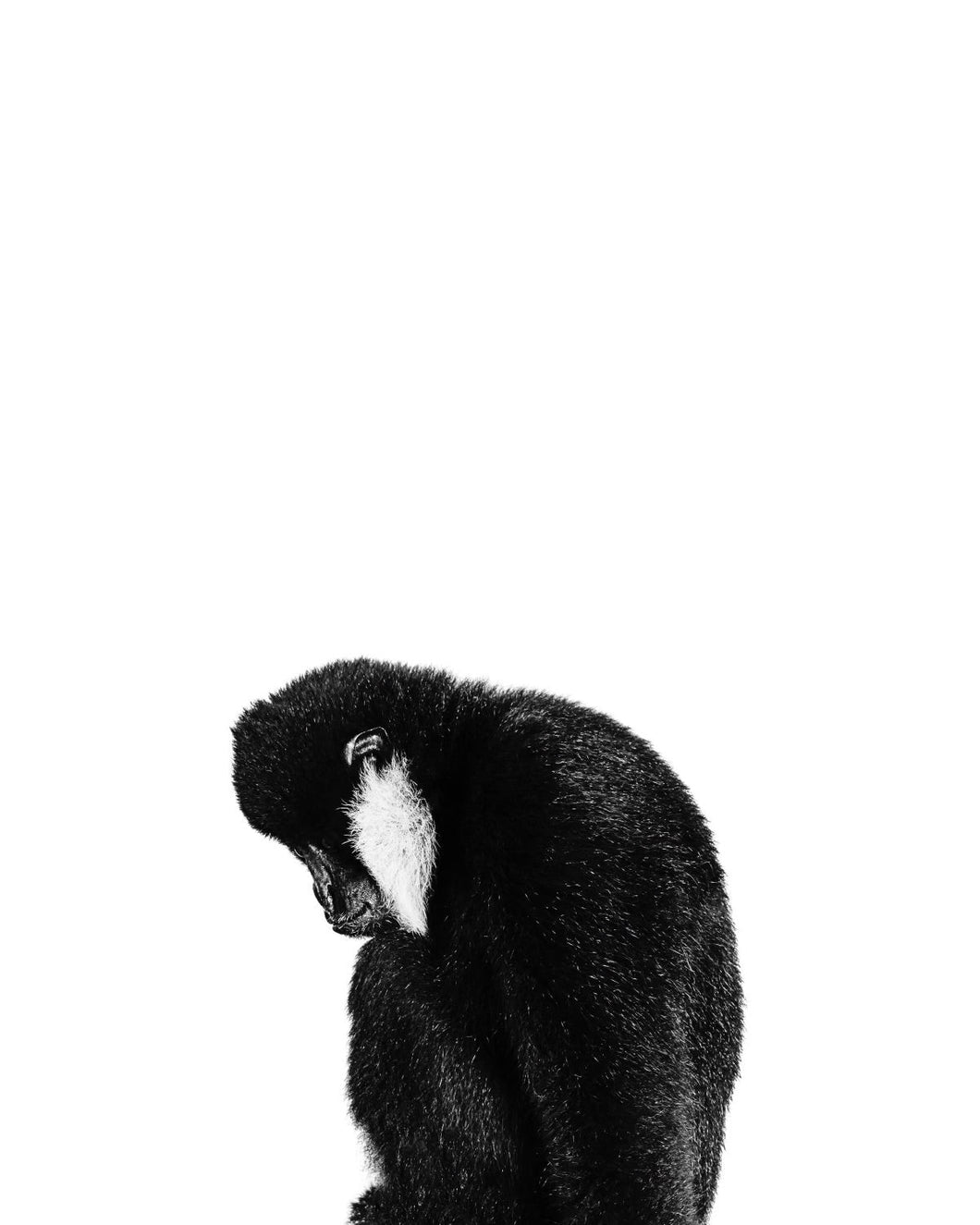 SHAYAN ASGHARNIA - Vok