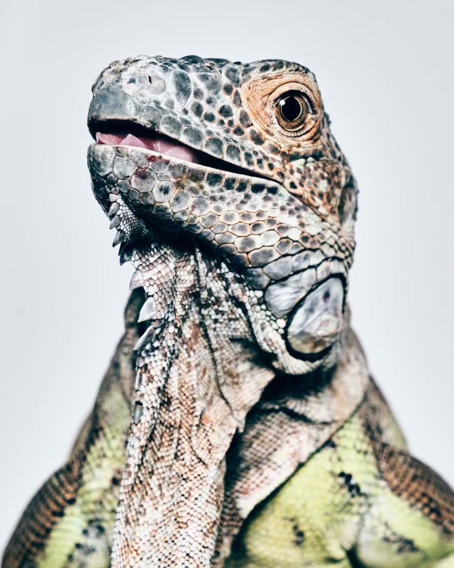 SHAYAN ASGHARNIA - Baby, Female Green Iguana