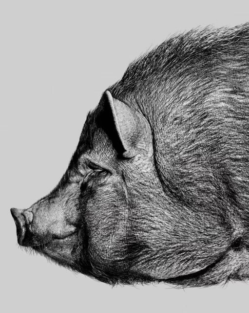 SHAYAN ASGHARNIA - Oliver, Pot-Bellied Pig