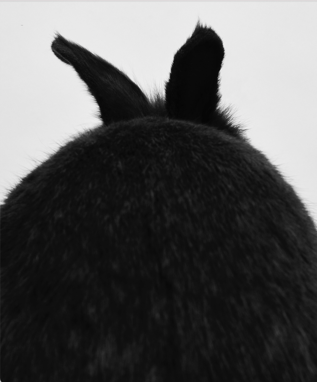 SHAYAN ASGHARNIA - Birdie, rabbit