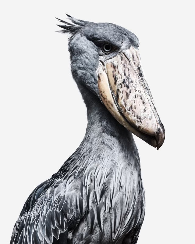 SHAYAN ASGHARNIA - Male Shoebill Stork