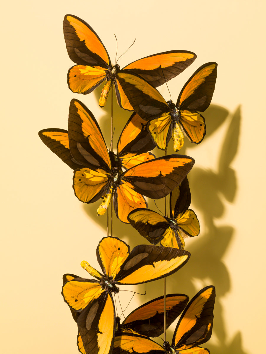 GABRIELLA IMPERATORI PENN- Extinct No 5 Butterflies