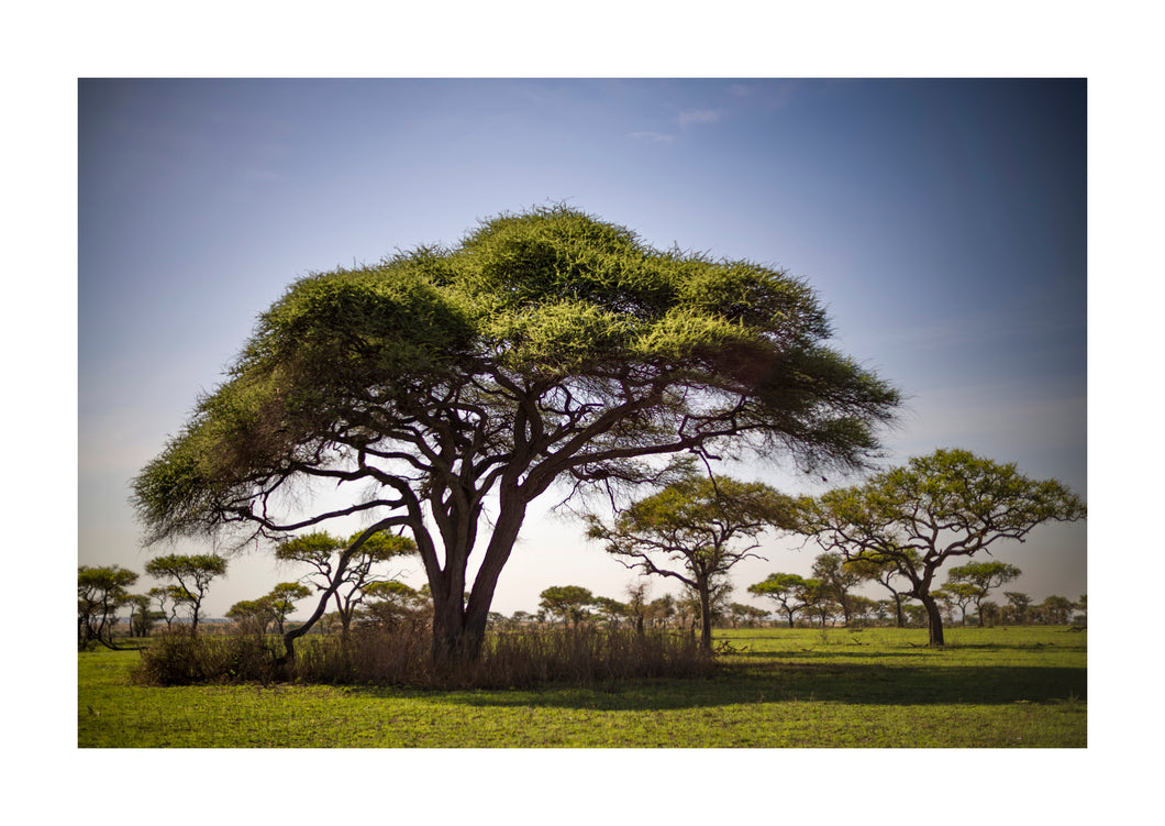 MAUREEN STOCKTON - Grandfather Tree